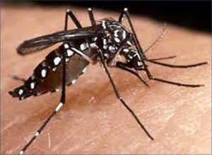 Las estadísticas del dengue en Centro América