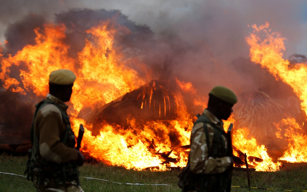 Kenia incinera 105 toneladas  de marfil  la mayor cantidad de la historia